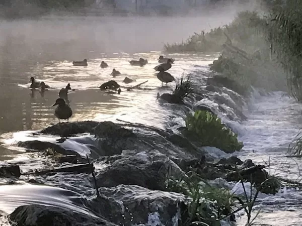 Leben am Fluss
